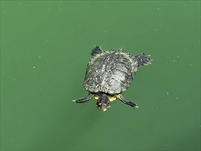 Red-eared slider (Trachemys scripta elegans) swimming in an artificial lake created in 1987 on the