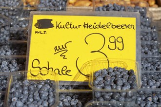 Fresh blueberries in trays with price tag on a market stall, Bremen, Germany, Europe