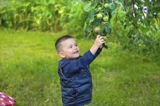 A boy wearing a blue jacket happily reaches up to pick apples from a tree in a lush green outdoor