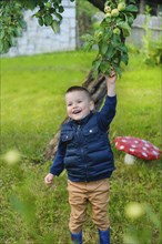 A happy boy smiling and picking apples from a tree in a green garden with a red mushroom decoration