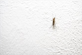 Close-up of an annoying mosquito, Culex pipiens, resting on a white wall