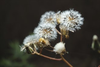 Close-up of a dandelion plant, Taraxacum officinale, illuminated by the sun and isolated on a black