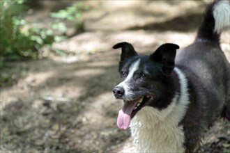 Close-up of a black and white border collie dog with tongue out in fatigue