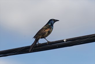 Nature, bird, Common Grackle (Quiscalus quiscula) Province of Quebec, Canada, North America