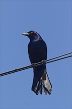 Nature, bird, Common Grackle (Quiscalus quiscula) Province of Quebec, Canada, North America