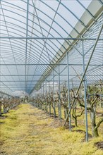 Vertical view of pruned vines growing inside a greenhouse, in rural South Korea