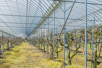 Greenhouse filled with pruned vines under a metal structure, in rural South Korea