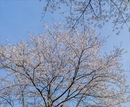 View of a tree with cherry blossoms set against a clear blue sky, creating a tranquil spring