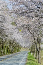 A road lined with cherry blossom trees in full bloom, creating a beautiful and peaceful spring