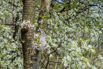 Cluster of cherry blossoms blooming on a tree in the middle of a peaceful, natural environment, in