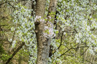 Cherry blossoms in full bloom surrounding a large tree trunk in a serene, natural setting, in rural