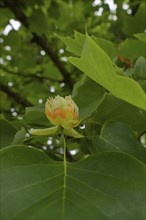 Blossom on a tulip tree (Liriodendron tulipifera), magnolia, magnolia, Schwäbisch Hall, Hohenlohe,