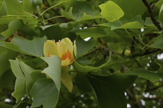 Blossom on a tulip tree (Liriodendron tulipifera), magnolia, magnolia, Schwäbisch Hall, Hohenlohe,