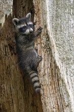 A young raccoon (Procyon lotor) climbs up a tree trunk and looks sideways, Hesse, Germany, Europe