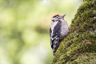 Young great spotted woodpecker (Dendrocopos major) on a mossy tree trunk, blurred green background,