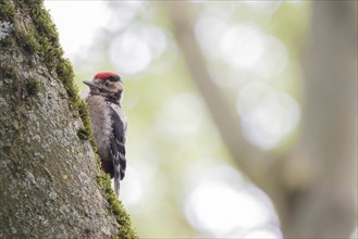 Young great spotted woodpecker (Dendrocopos major) on a mossy tree trunk with a blurred forest