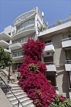 Modern apartment building in steep staircase alley, overgrown with bougainvillea, Kolonaki