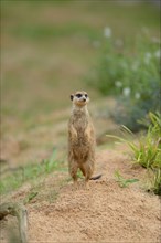 Close-up of a Yellow Mongoose or red meerkat (Cynictis penicillata) in summer, Germany, Europe