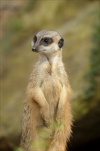 Close-up of a meerkat or suricate (Suricata suricatta) in summer, Germany, Europe