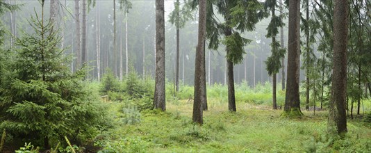 Misty forest with tall pine trees and lush green undergrowth creating a serene atmosphere, Bavaria