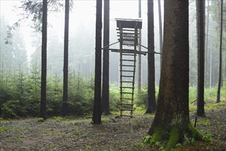 Ladder leading to a wooden hunting stand in a misty forest with tall trees, Bavaria