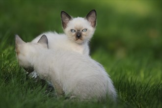 Two young Siamese cats (Siamese Seal Point cat) kittens sitting in the green grass, Bavaria