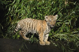 Siberian tiger (Panthera tigris altaica) young climbing on a log in a forest, captive, occurrence