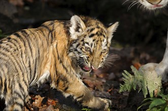 Siberian tiger (Panthera tigris altaica) hissing in a forest, captive, occurrence Russia