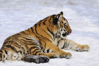 Siberian tiger (Panthera tigris altaica) lies in the snow, captive, occurrence Russia