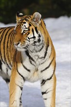 Siberian tiger (Panthera tigris altaica) standing in the snow, captive, occurrence Russia