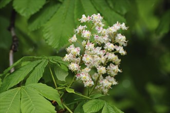 Buckeye (Aesculus) blossom in spring, Bavaria