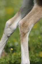 Close-up of Welsh pony legs in a green meadow, Bavaria