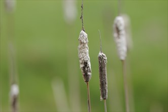 Close-up of a broadleaf cattail (Typha latifolia), Bavaria