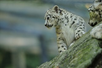 Snow leopard (Uncia uncia) young climbing on a rock, captive, occurrence Asia