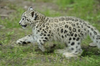 Snow leopard (Uncia uncia) young running in a meadow, captive, occurrence Asia