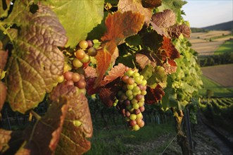 Mixed ripe and unripe grapes on vines with autumnal red and green leaves in a picturesque vineyard,