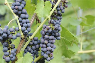 Clusters of purple grapes on a vine with large green leaves, some unripe, in a sunlit vineyard,