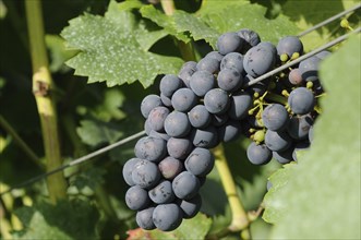 Close-up of a cluster of purple grapes on a vine surrounded by green leaves in a vineyard, Germany,