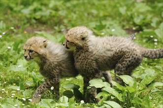 Cheetah (Acinonyx jubatus) cubs in a meadow, captive, occurrence Africa