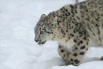 Snow leopard (Uncia uncia) Cub in the snow, captive, occurrence Asia