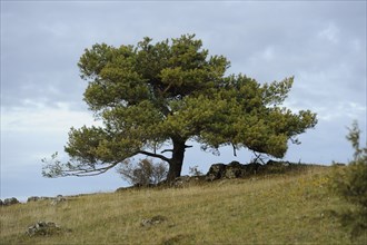 A single gnarled tree stands on a grassy hill under a slightly cloudy sky, Upper Palatinate