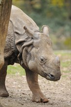 Close-up of an Indian rhinoceros (Rhinoceros unicornis), captive