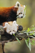 Red panda (Ailurus fulgens) mother with her youngster on a bough