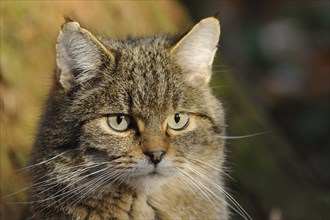 Portrait of a European wildcat (Felis silvestris silvestris) in autumn in the bavarian forest