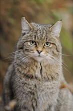 Portrait of a European wildcat (Felis silvestris silvestris) in autumn in the bavarian forest