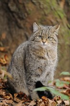 Close-up of a European wildcat (Felis silvestris silvestris) in autumn in the bavarian forest