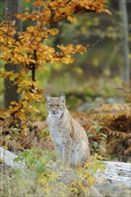 Eurasian lynx (Lynx lynx) sitting on a tree trunk in autumn forest, Bavarian Forest National Park