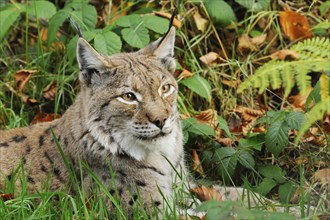 Eurasian lynx (Lynx lynx) lies in autumn forest, Bavarian Forest National Park