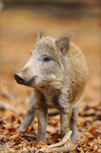 Close-up of a Wild boar or wild pig (Sus scrofa) in autumn in the bavarian forest