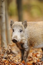 Close-up of a Wild boar or wild pig (Sus scrofa) in autumn in the bavarian forest